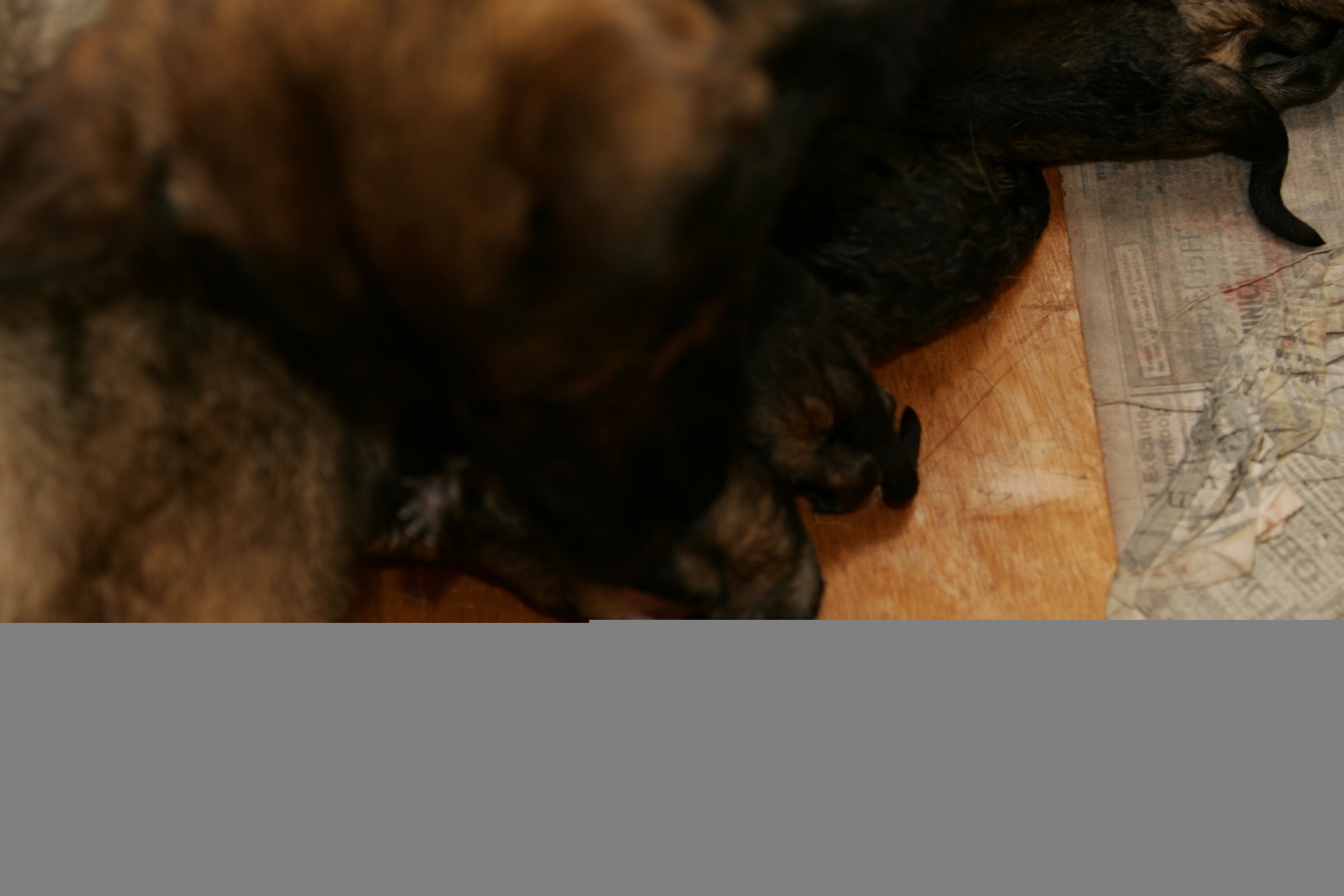 pups