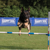 Tussenstanden Agility 2017