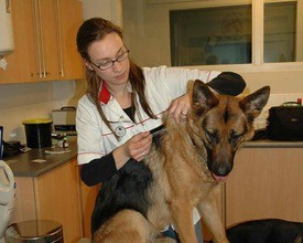 Huidige regels voor het reizen met de hond naar Engeland