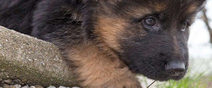Pup stenen 2