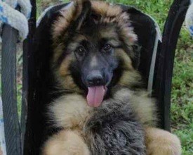 Opname puppylijst buitenlandse honden.